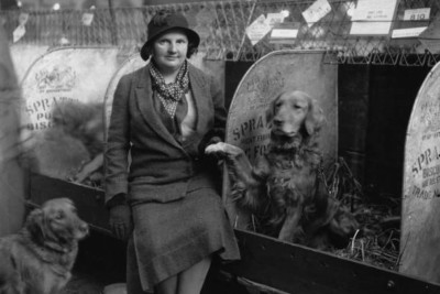 Zwei Golden Retriever - Hundeausstellung Pose weibliche Besitzerin Frau 1932 4x6 FOTO