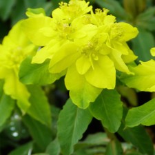 Euphorbia Polychroma 1 Litre Pot x 1 by Thompson &