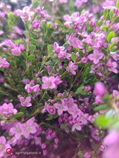 Boronia Crenulata pianta perenne rifiorente tutto l'anno
