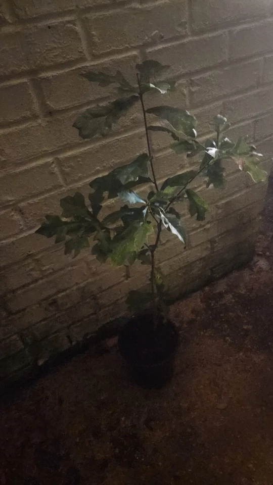 SOUTHERN MISSISSIPPI OAK SEEDLING TREE PLANT - Image 2 of 4