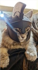 Spartan Warrior Cat Helmet - Epic Armor for Your Feline