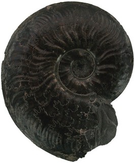 Lias Pleydellia buckmani Sehr schöner Ammonit Mistelgau 5864