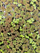 1 Cup Azolla fairy moss  Duckweed Mixture For KOI pond