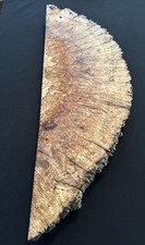 Spalted Maple Burl, Live Edge, 26 Long, 8 3/4 Wide, 2 3/16 Thick, Dry