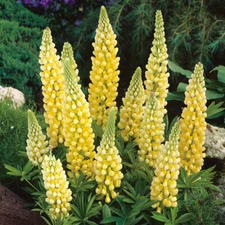 45 SEEDS - YELLOW LUPINE GroCo USA - BUY ANY 15 - SHIPS FREE