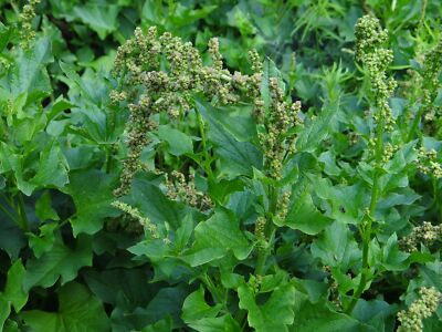 #ad 100 GOOD KING HENRY Seeds Chenopodium bonus henricus Free shipping $8.95