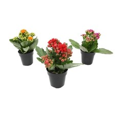 Kalanchoe Flower Plants 3PK Live Succulent Gifts for Plant Lovers