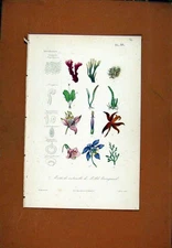 Original Old Antique Print C1831 Fine Art Hand Colored Plant Flower 19th Century