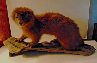 WEASEL ON DRIFTWOOD TAXIDERMY VINTAGE PIECE NEEDS SOME REPAIR