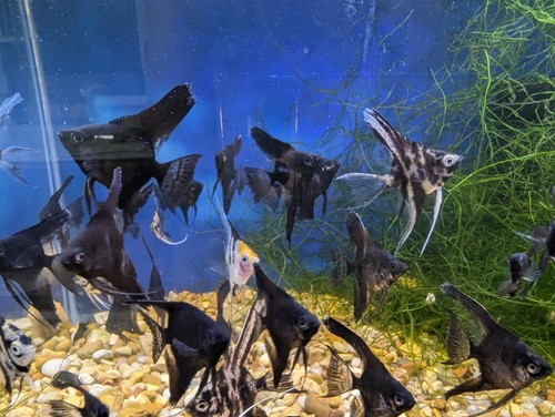 Angel Black Lace/Marble Angelfish Mix School of 4 Fish | eBay