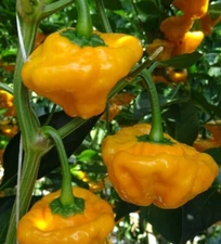 20 Premium Harvest of Fresh Jamaican Hot Yellow Scotch Bonnet Pepper Seeds-B 43