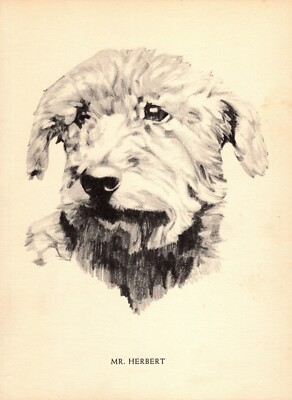1930s Vintage Irish Wolfhound Print Wall Art Decor Philip Duncan Art 5444p