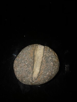 Fossilized Prehistoric Tooth From An Unidentified Animal