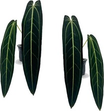 Anthurium Warocqueanum (Pack of 2) - Live Plants House - LEAL PLANTS ECUADOR