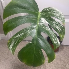 Monstera Albo highly varigated mid cut well rooted In Moss ID: E