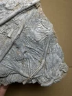 608g Natural crinoid  Landscape stone