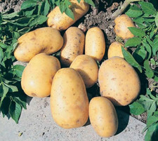 Maris piper seed potatoes Main Crop- for planting,X20 Tubers, For planting