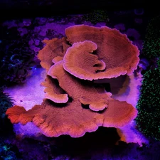Bright Orange Montipora Monti Cap Live Coral Frags 1 Frag