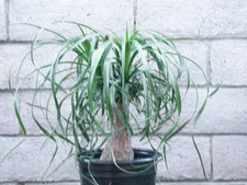 15 X 21  inch ponytail palm with a 4 inch trunk