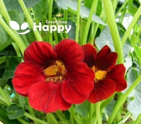 CLIMBING FLOWERS - Vines - Thunbergia Morning Glory Sweet Pea - Flower seeds - Picture 48 of 121