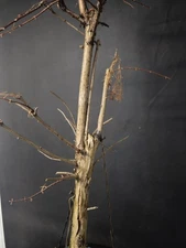 Dawn Redwood Field Grown Bonsai Prebonsai  40" Tall Cold Hardy Outdoor