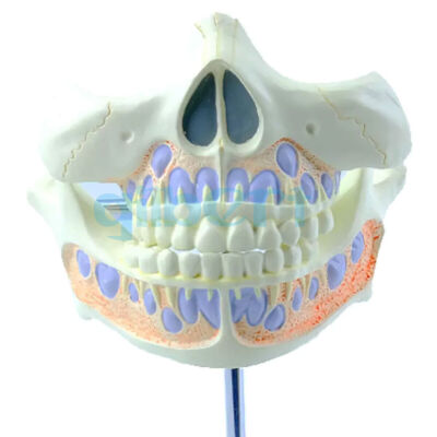 PVC Human Baby Teeth 2 Parts Model Medical Anatomical School #E5
