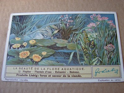LIEBIG CHROMOS. DIE SCHÖNHEIT DER WASSERFLORA. Nr.1