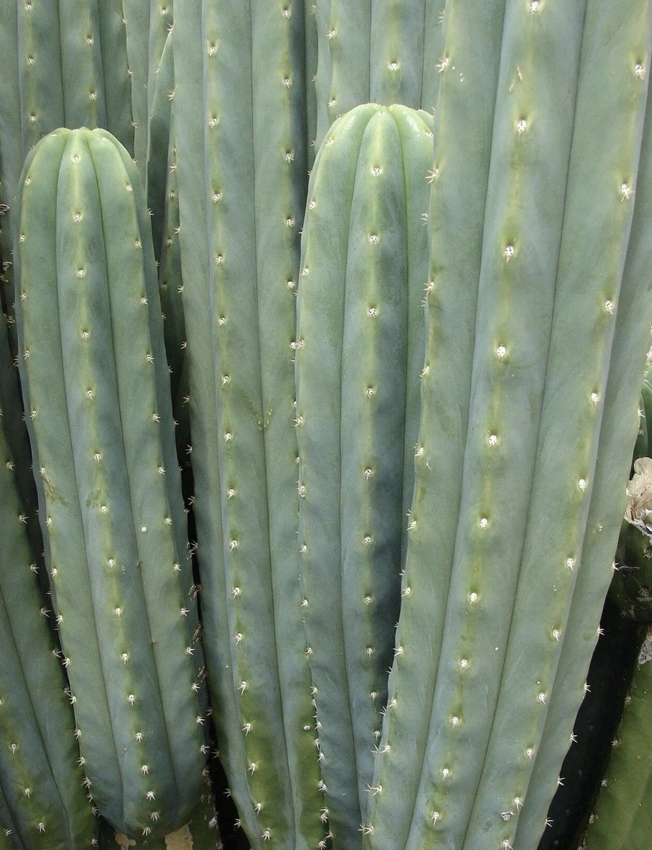San Pedro online kaufen | eBay.de