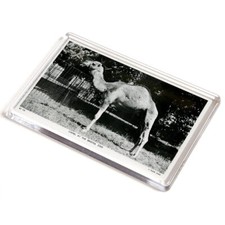 JUMBO MAGNET - Vintage Bristol - Camel at the Bristol Zoo