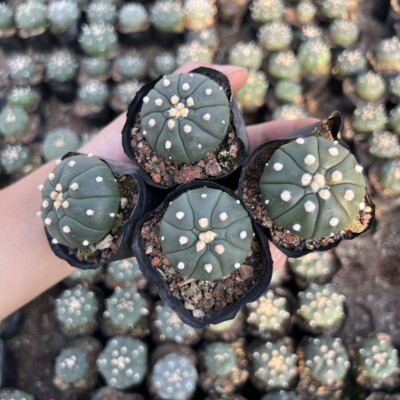 4pcs 4-5cm Astrophytum asterias（Turtle shell crack）succulents Rare novice plants