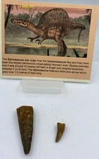 Spinosaurus Teeth LOT Dinosaur F0SSIL Before T Rex Cretaceous J42