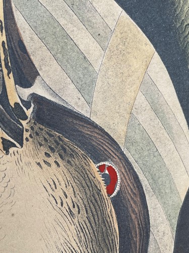 1836 Audubon Print - Mallard Duck - Havell No.45 Plate CCXXI - 24.5" x 36" - Picture 5 of 11