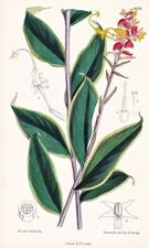 Globba Atro-Sanguinea Nepal flower botany flower botany lithograph Curtis 6626