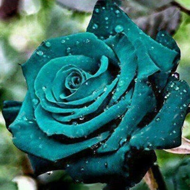 3Flower Blue Damask Rose Bush Flower Bonsai 20 PCS Seeds
