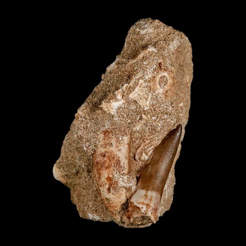 1,6 Zoll Plesiosaurier Zarafasaura Zahn Fossil in Matrix Kreidezeit Dinosaurier Ära Echtheitszertifikat - Bild 4 von 10