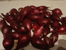 20 Oignons/bulbilles de semence BIO Rouge variété Red Baron