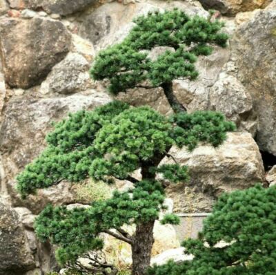 eugenia bonsai Eugenia Pom Pom Topiary