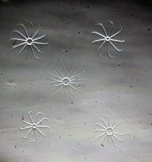 Antique microscope slide by A.C.Cole. Diatoms. "Bacteriastrum furcatum. Rare".