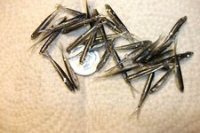 70-1 1/8"-CRAPPIE-PANFISH-MINNOW GRUBS-JIGS-scent-split tails-flukes-baits-lures