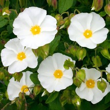 Cistus corbariensis Dense Bushy Evergreen Flowering Potted Garden Shrub