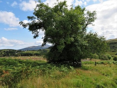 Foto 6x4 Baum und Ruine Salen Ein Baum wächst aus einer ruinösen Struktur o c2018