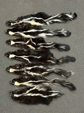 Skunk Fur, Soft Tanned Pelts, Slightly Damaged, Crafts, Leather, Sewing