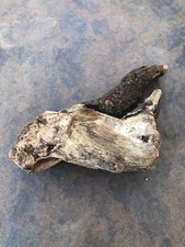 Natural Driftwood for Plants Terrarium Taxidermy Art Projects