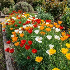 CALIFORNIA POPPY MIXED COLORS Eschscholzia Californica - 50,000 Bulk Seeds