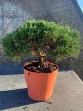 Shimpaku Juniper Pre Bonsai