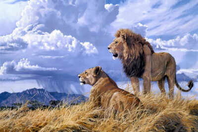 King of the Prairie Lion Oil painting Wall art HD Giclee Printed on Canvas P126