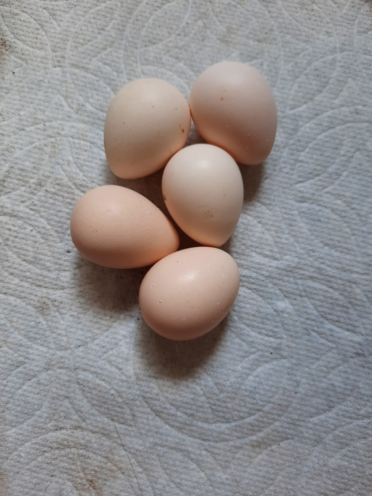 10+ Mountain Quail Hatching Eggs (PreSale) eBay