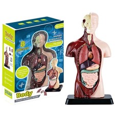 Anatomical Human Torso Body Model for Kids, Anatomy Teaching Study Classroom
