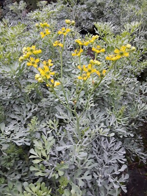 50 SEEDS RUDA RUE RUTA GRAVEOLENS ORGANIC AROMATIC MEDICINAL RELIGION  RITUAL | eBay