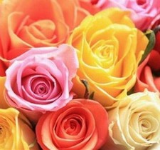 1 FRAGRANT CLIMBING BUSH ROSE BARE ROOT PLANT SHRUB RED PURPLE WHITE ORANGE BLUE